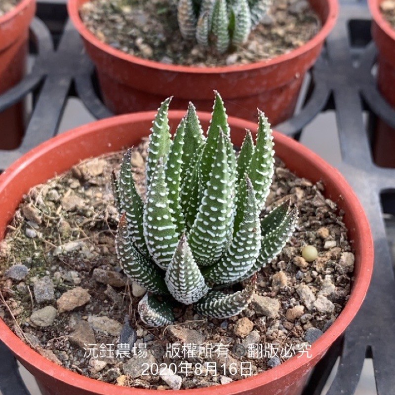 沅鈺農場多肉植物鷹爪 蝦皮購物