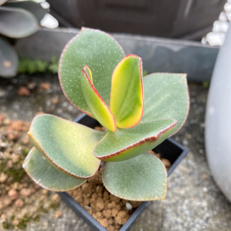 Ro2 Garden 多肉植物 櫻花月 黃金花月 蝦皮購物