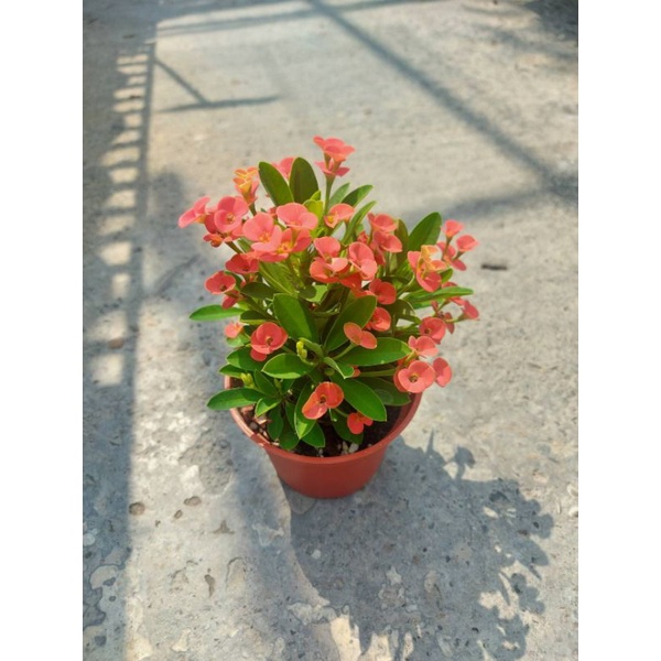 麒麟花 特賣3棵100元 3吋 蝦皮購物