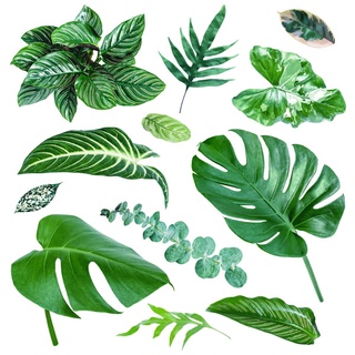 水彩風格龜背葉花草系列套組 3M反光貼紙 PET亮面 美國頂級PVC膠膜Avery 貼紙 手帳貼紙 防水貼紙 包裝貼紙