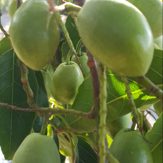 錫蘭橄欖苗裸根（高約20cm左右）
