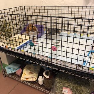 客製 鼠寶架 1x60x 60 90 1 150 黑色 銀色 兩 三 層架 請注意本商品並不含天竺鼠 蝦皮購物