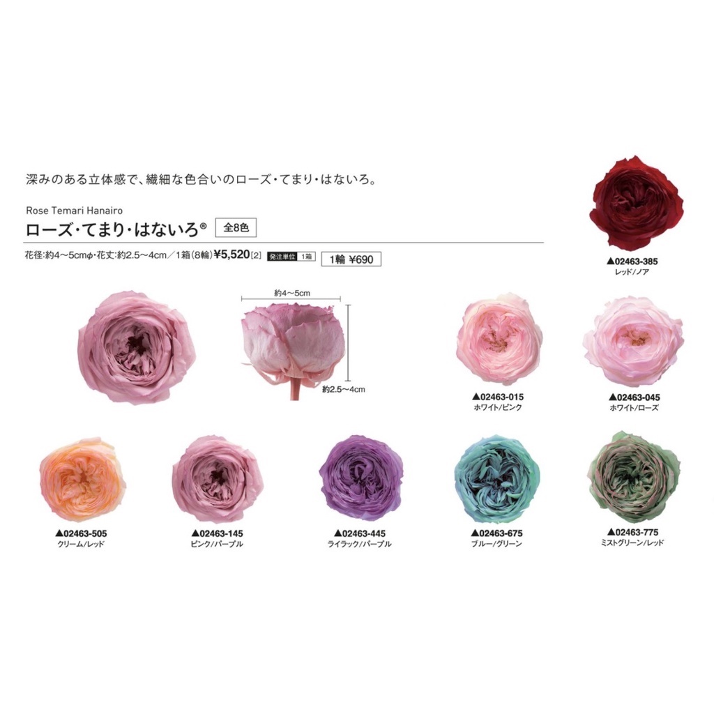 Be A Florist 花藝夢 日本大地農園系列庭園玫瑰滾邊漸層玫瑰不凋花永生花乾燥花材 蝦皮購物