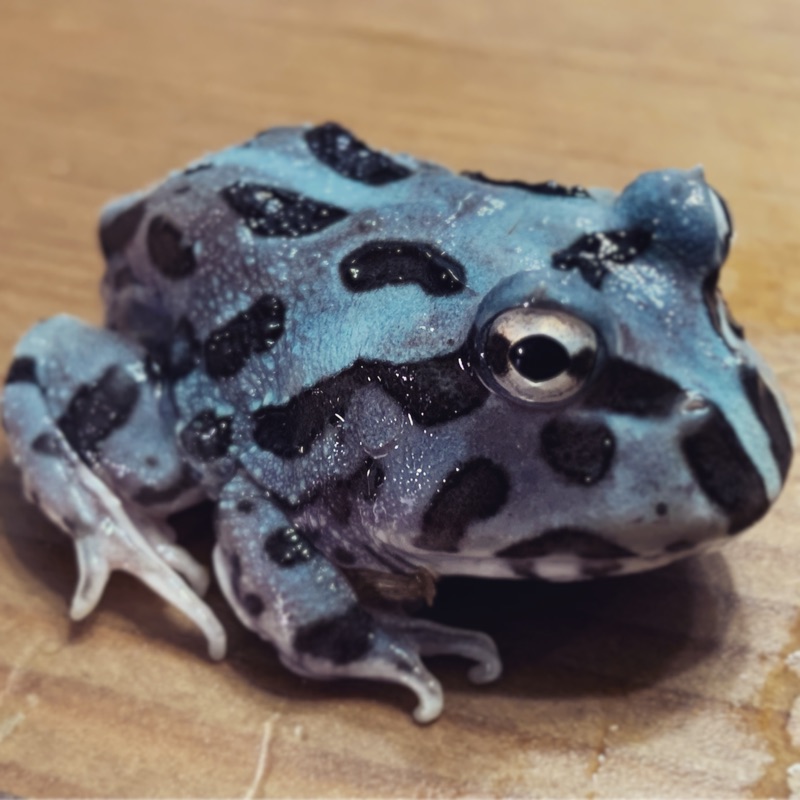 紫藤變異角蛙 模型南美角蛙中特別夢幻的物種 蝦皮購物