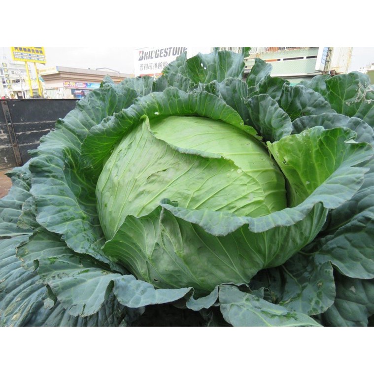 蔬活 | 高麗菜 | 支援線上收付 | 新鮮 | 產地直送 | 自有栽培 | 無毒無農害 |