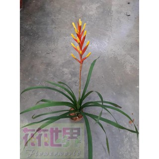 花花世界_年節商品--如意鳳梨--觀賞鳳梨5吋盆高40CM