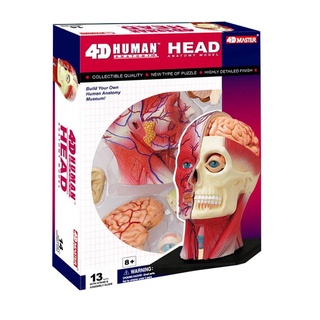 4D MASTER HUMAN模型/頭頸 eslite誠品