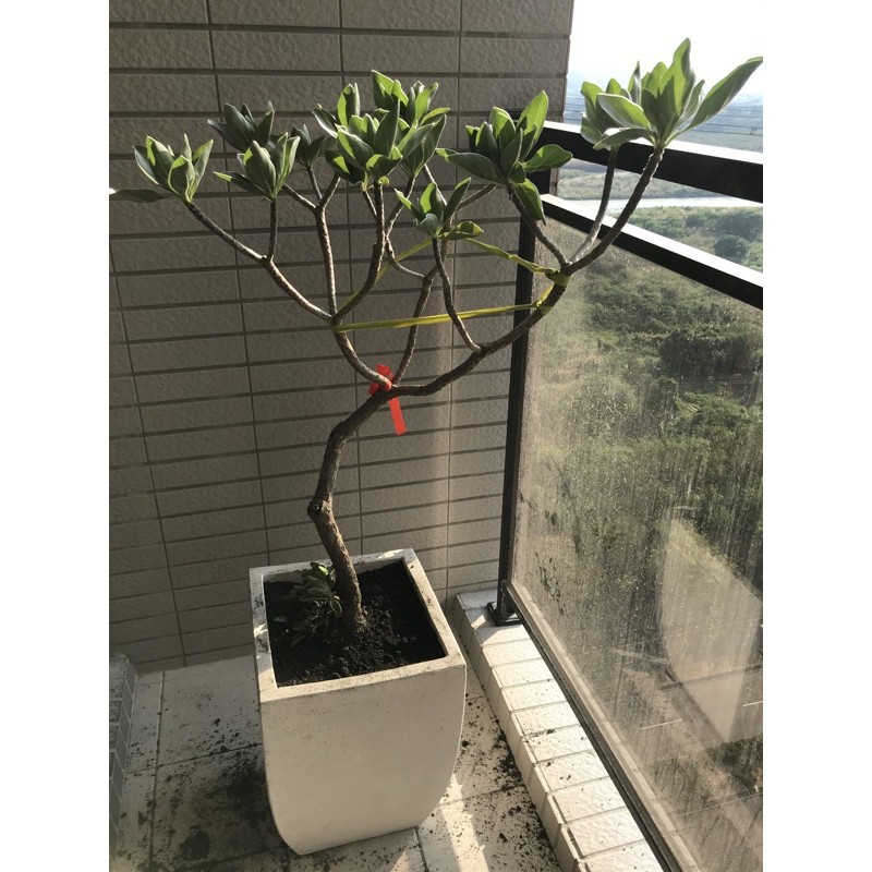 1公分以上 白水木 水魔石 勿直接下標 請私訊詢問大小及價格 蝦皮購物