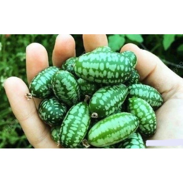 【蔬菜種子S101】拇指西瓜~~可當水果食用也是生菜沙拉的材料，獨特的外形和極佳口感，很受歡迎。