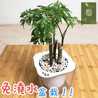 【小品文化】羽葉福祿桐【現貨】4吋透明懶人盆栽 加水更方便 觀葉植物 自動吸水 水培 創意花盆 居家辦公盆花 種子