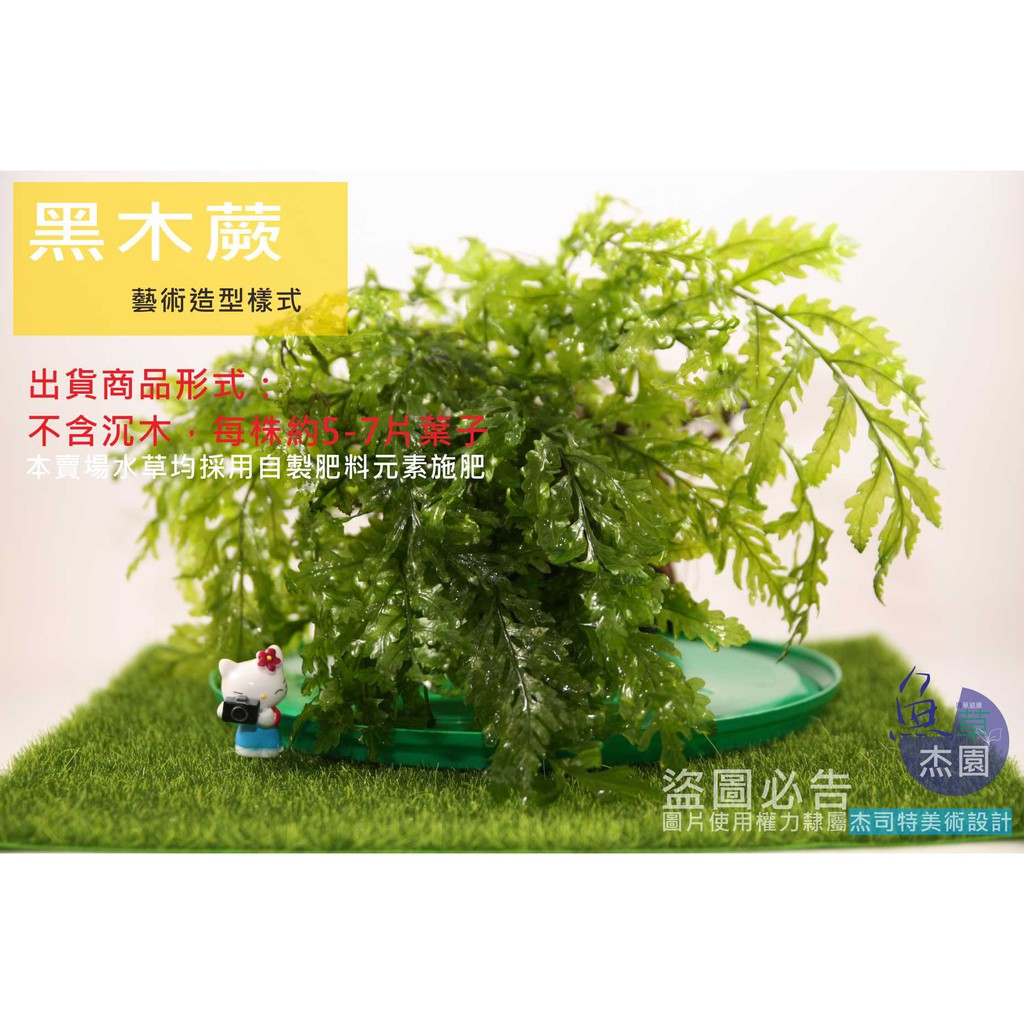 魚草杰園 黑木蕨完全水中葉 水草 枕木ada造景 陰性水草 水陸植物 蝦皮購物