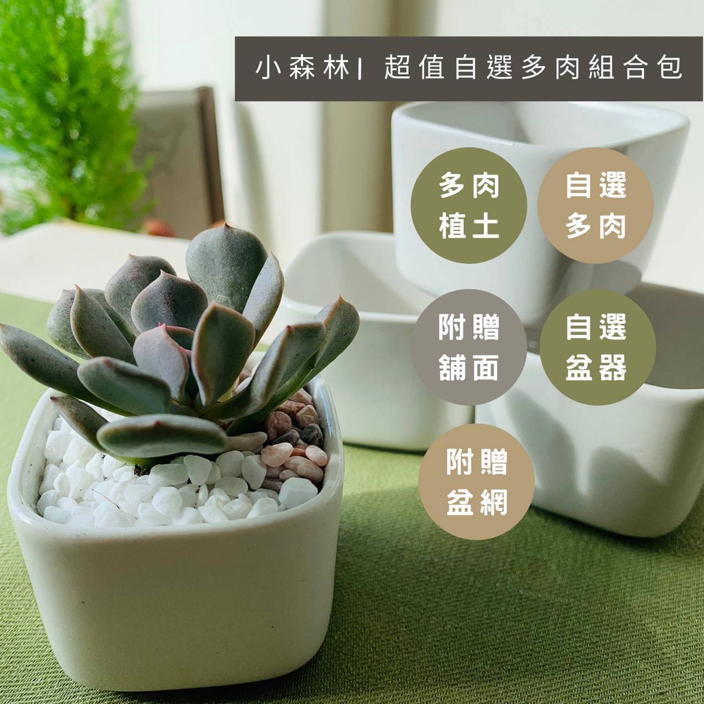 小不點森林|多肉DIY自選組合包/白瓷盆/素燒盆/迷你盆栽/婚禮小物/交換禮物/花器/花盆/迷你盆栽/辦公室療癒