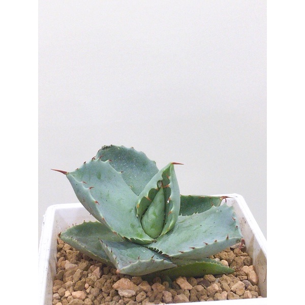 【一物一拍-🌵 白銀*日系甲蟹交種 側芽C 龍舌蘭 🌵】高貴不貴品系/ 粉白粉藍色系植物