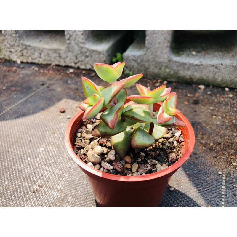 61 Shop 多肉植物 太陽星 蝦皮購物