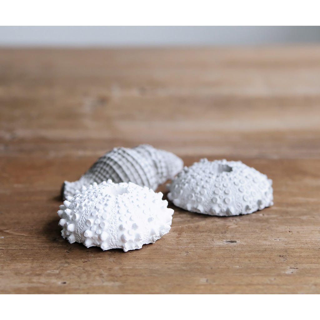 水泥貝殼模具 海膽 海螺 海洋風 矽膠膜 硅胶模具 擴香石