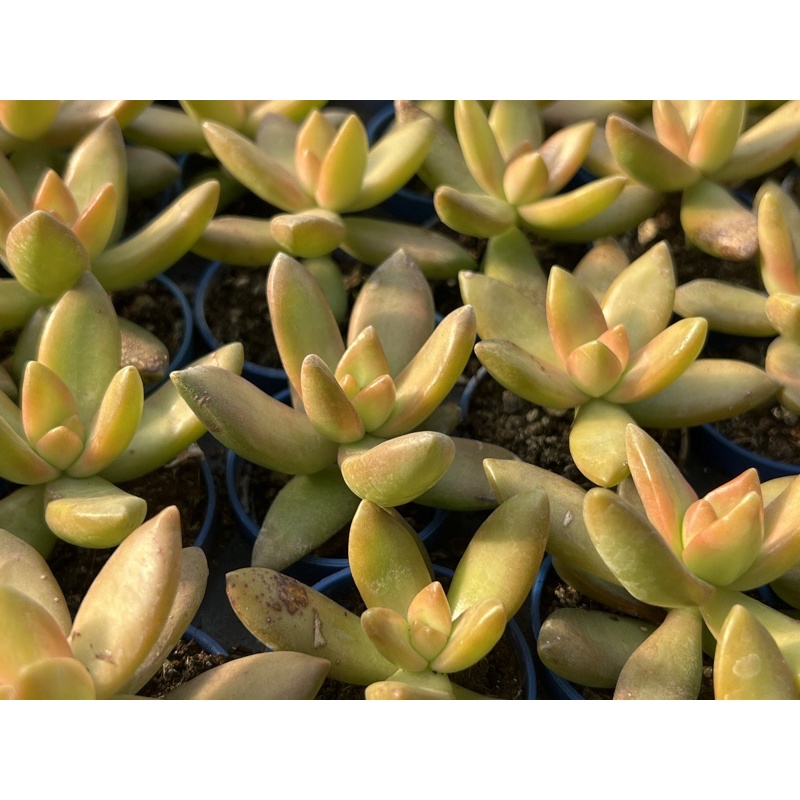 多肉好好買多肉植物一吋盆銘月 蝦皮購物