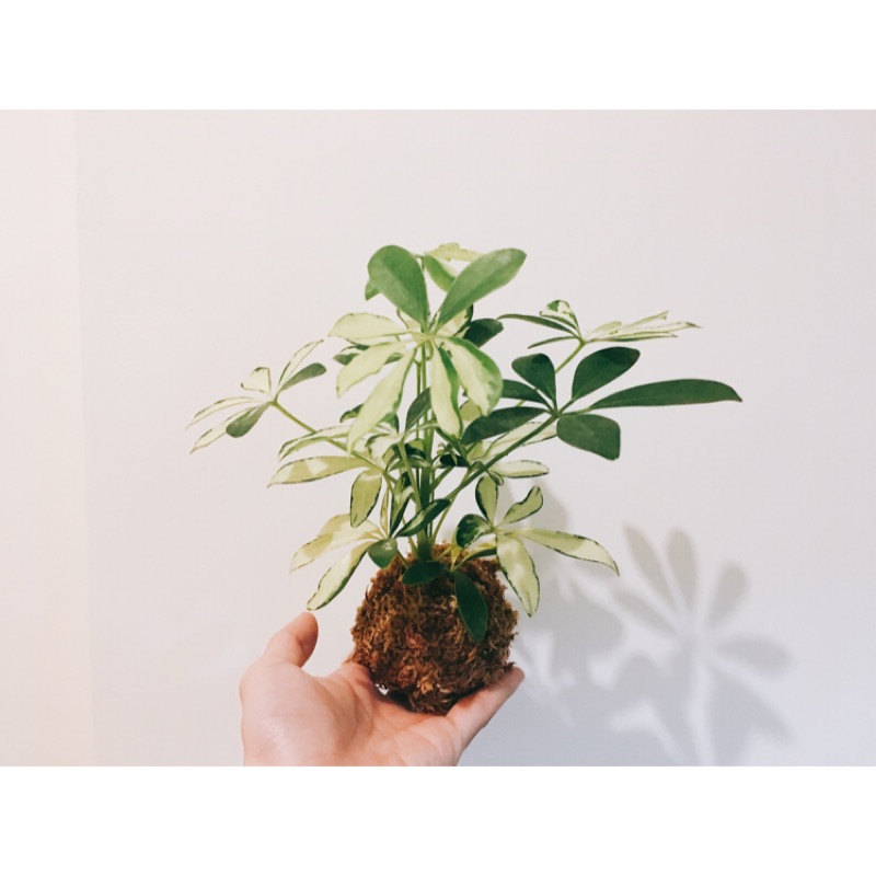 水苔球 斑葉鵝掌藤 小鵝 苔玉水苔耐陰植物 蝦皮購物