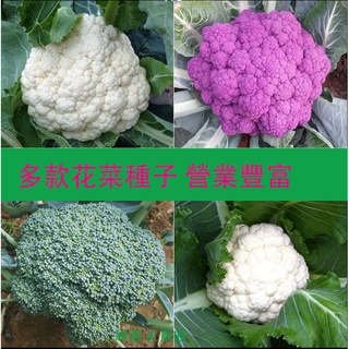 花椰菜苗的價格推薦 21年11月 比價撿便宜