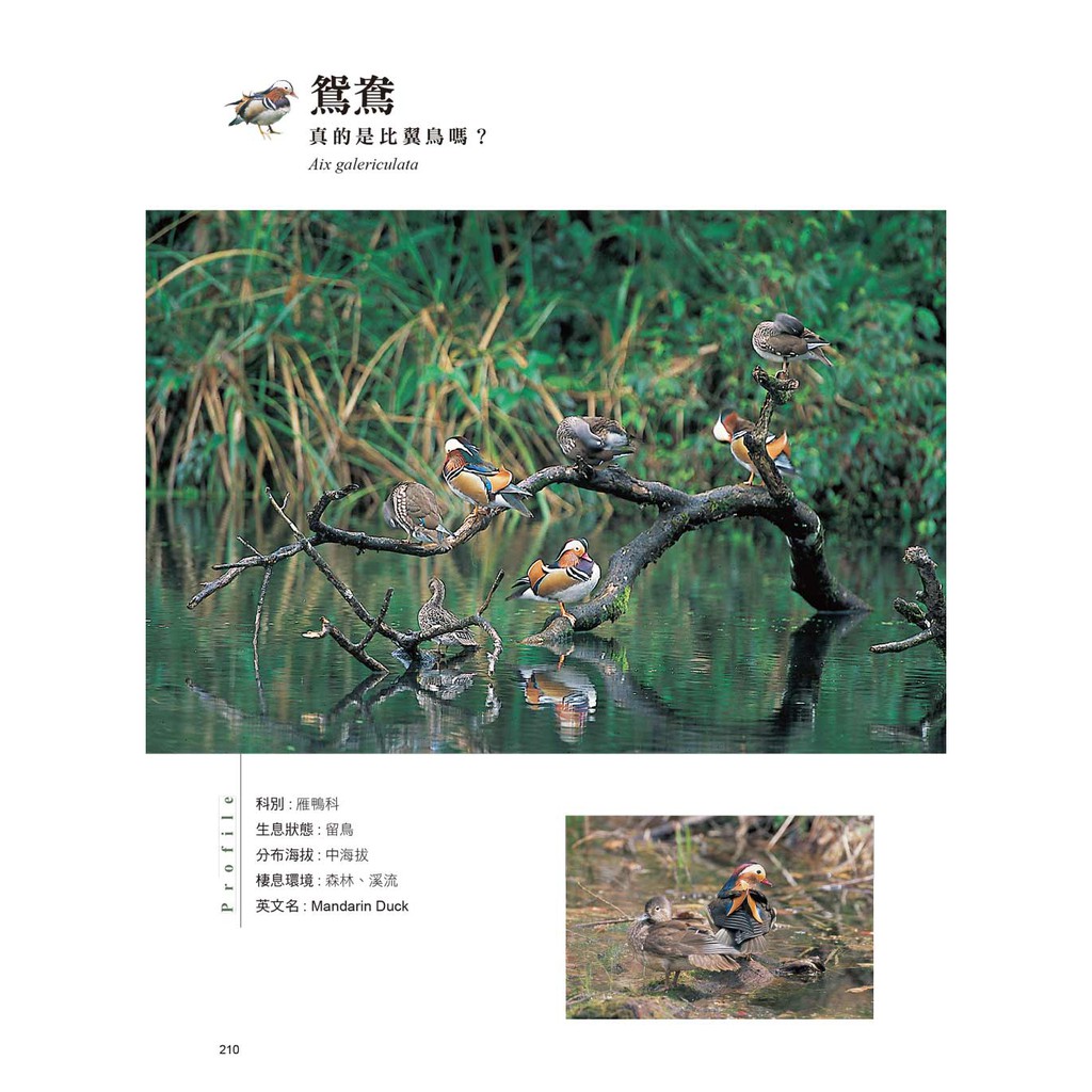 野鳥生態學堂 140餘種野鳥有趣的生態習性 蝦皮購物