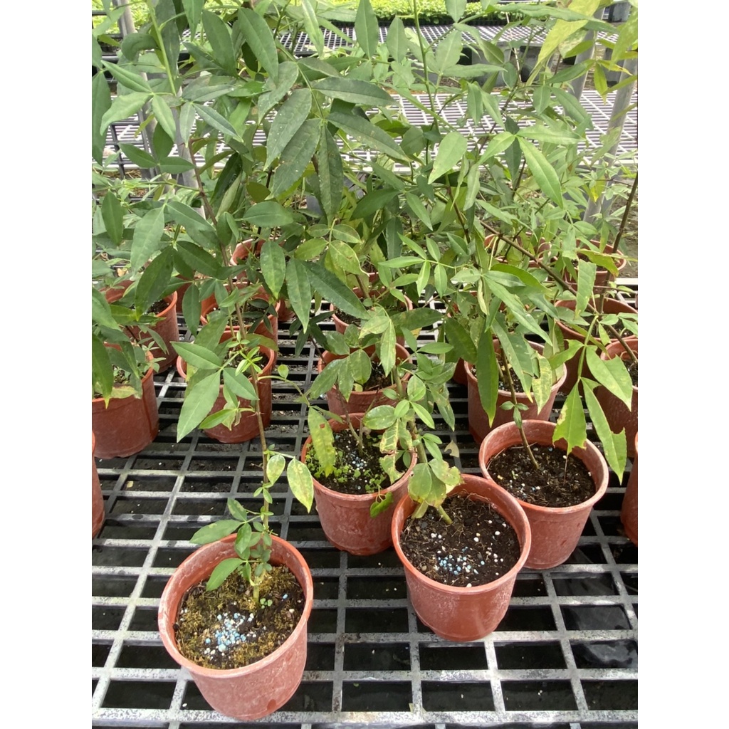 花椒苗5吋盆2年生特價300 蝦皮購物