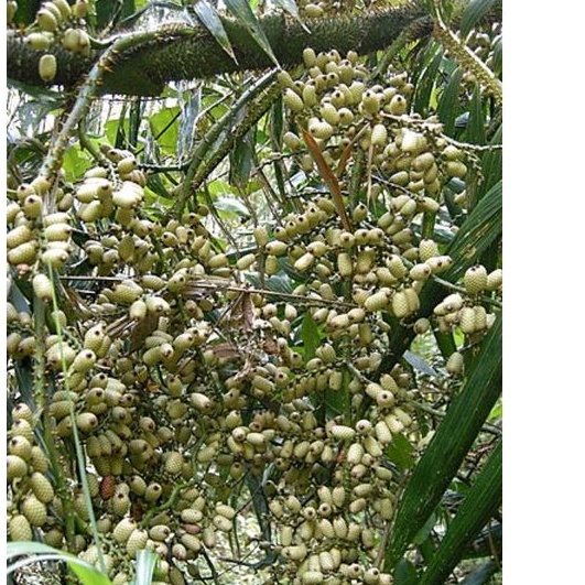 黃藤（又名省藤），台灣原生種，棕櫚科植物。中心嫩芽是原住民養生食材，可燉排骨，湯。5吋盆，超取最多2盆，裸根土球出貨
