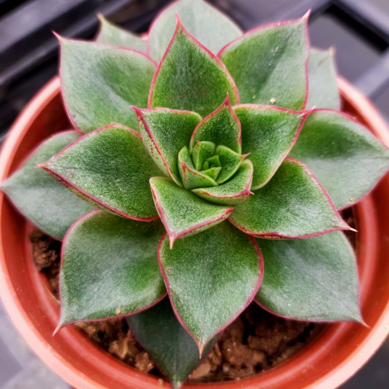 ❤️心花開心樂園❤️【麒麟座】 多肉植物 三吋盆