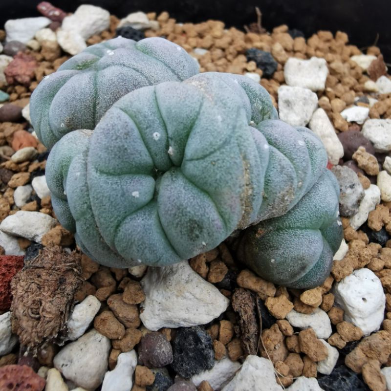 綴化銀冠玉的價格推薦- 2025年12月| 比價比個夠BigGo