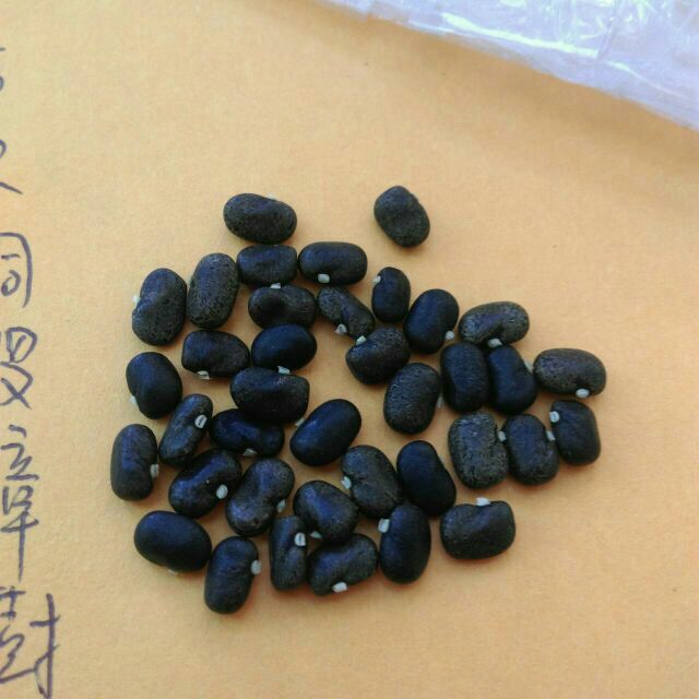 重瓣蝶豆種子30粒140元 蝦皮購物