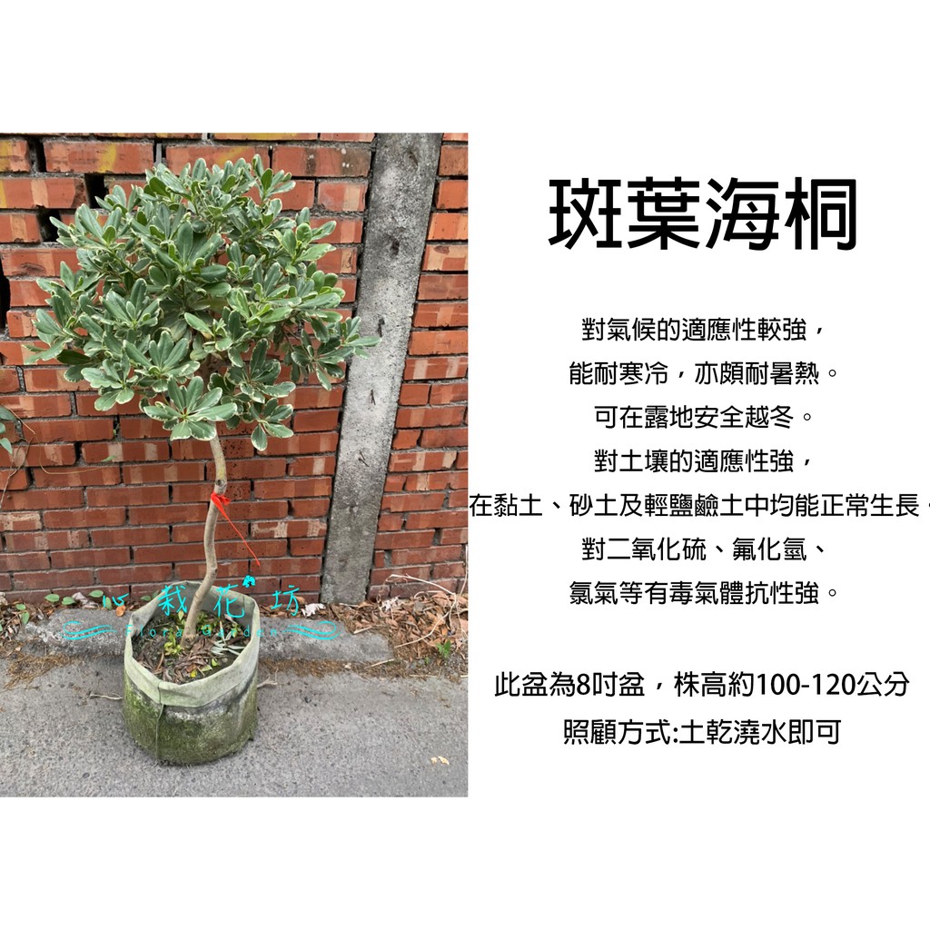 心栽花坊-斑葉海桐/海桐/8吋/綠化環境/賞葉植物/造型樹/售價1200特價1000