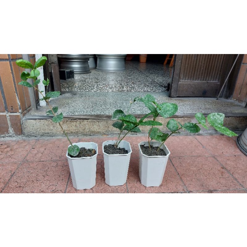 茉莉花苗的價格推薦 22年5月 比價比個夠biggo