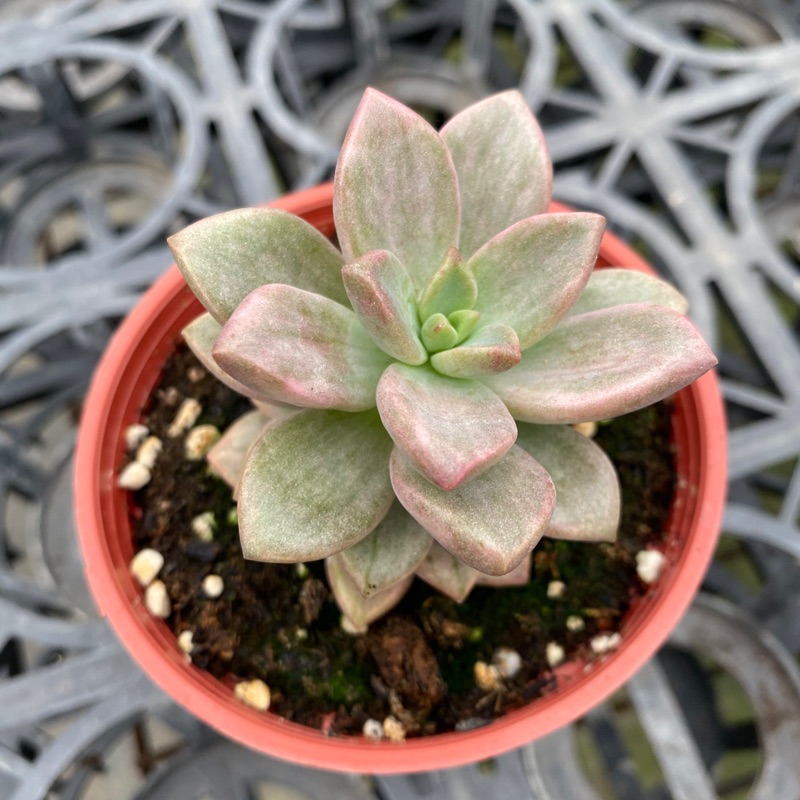 三吋多肉植物 姬朧月錦 呂爸爸農家樂 蝦皮購物