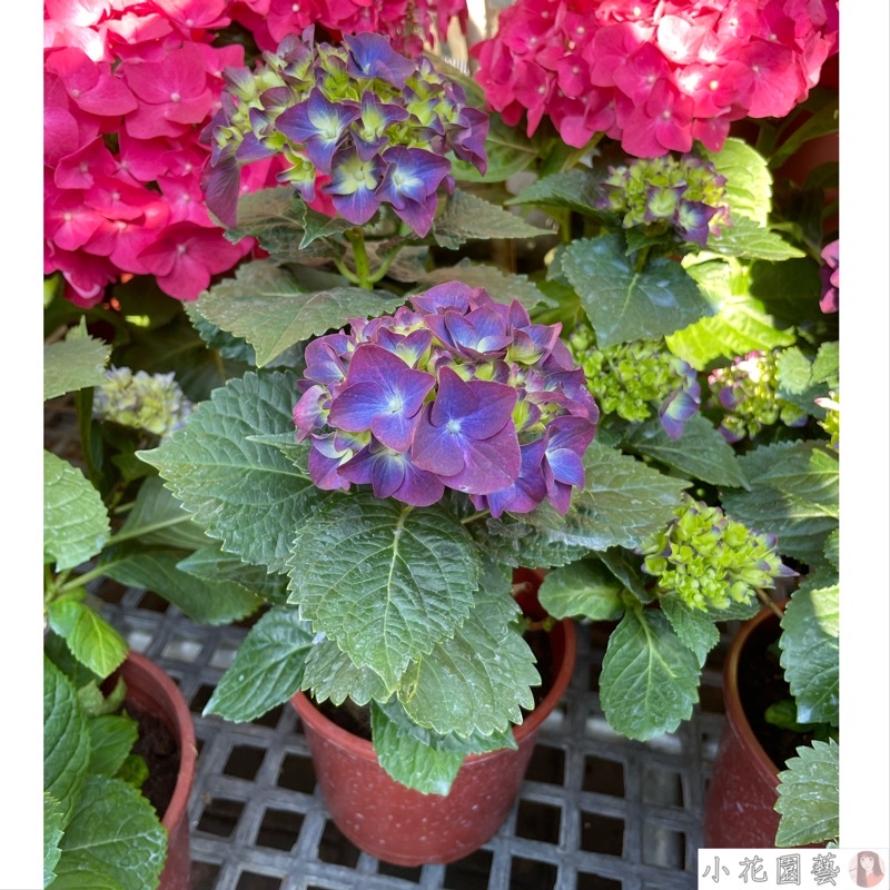 小花園藝 紫色繡球花（藍紫色） 6吋盆 $360