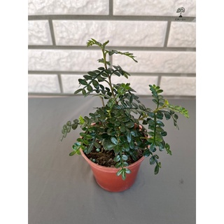 園駛人の植涯 鰭山椒胡椒木胡椒樹觀葉植物淨化空氣辦公室觀葉植物ig 療癒小資女文青網美 蝦皮購物