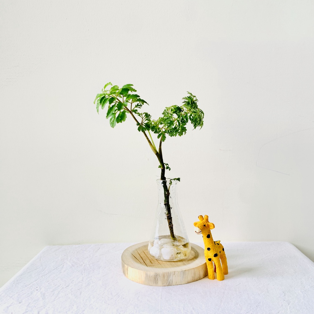 水耕福祿桐盆栽 含植物 玻璃瓶 水耕植物 盆栽 富貴樹 懶人盆栽 水耕栽培 水耕盆栽 室內魚菜共生 蝦皮購物