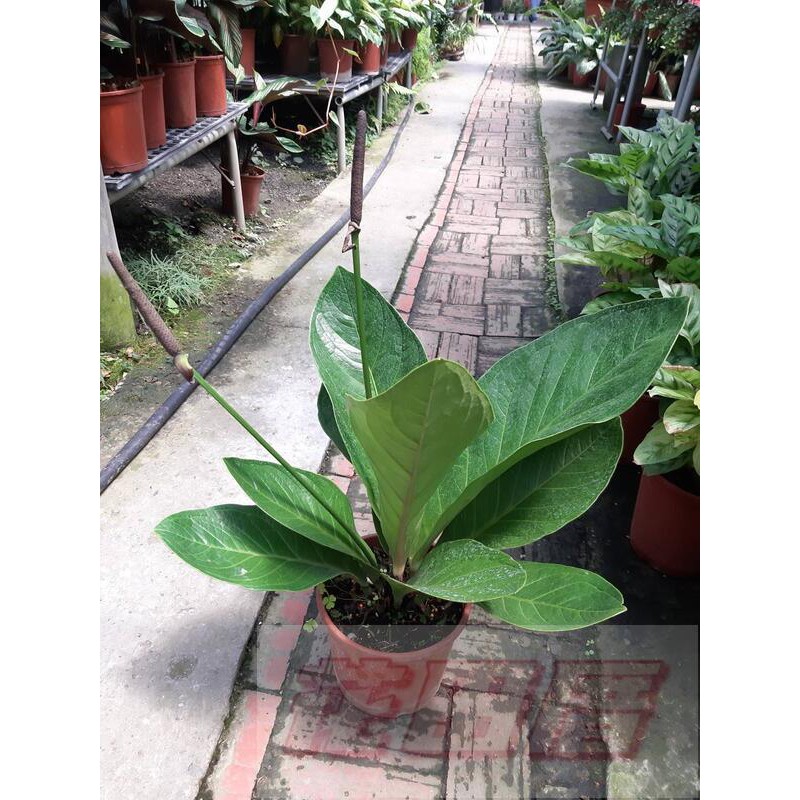 花田厝 觀葉植物榮華花燭 富貴花燭6吋30 50cm 蝦皮購物