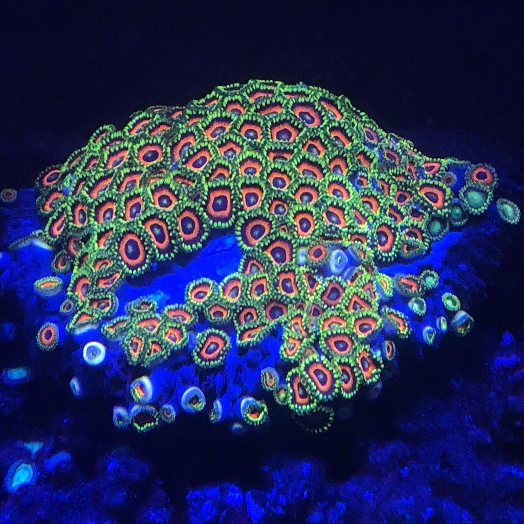 現貨/免運) 2尺全藍LED水族燈 珊瑚軟體補光燈 IPx7防水透鏡海水燈 (台灣標檢 Delfeno 德菲諾