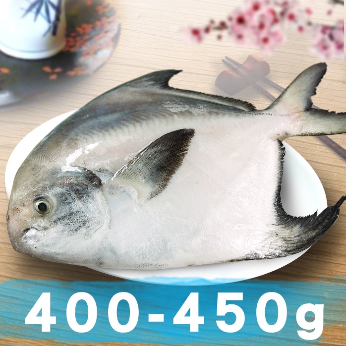 南海豐【野生大白鯧魚】400~450g/尾  頂級海鮮食材 肉質細嫩 少刺甜美 船撈急凍鮮度極鮮！ 實重不包冰