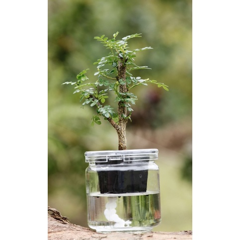 水田農場 胡椒木胡椒樹鰭山椒岩山椒翼葉花椒室內植物觀葉植物水耕植物 蝦皮購物