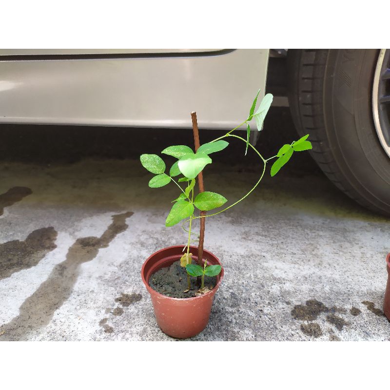 蝶豆花苗（複瓣、重瓣、3吋盆）