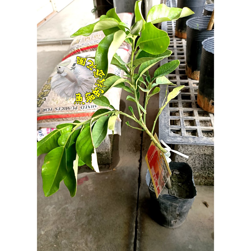 4 5吋盆 三紅蜜柚盆栽 新品種柚子盆栽 換大盆子或種地上才能長大開花結果 半日照佳 要買幾盆先詢問有沒有貨 蝦皮購物