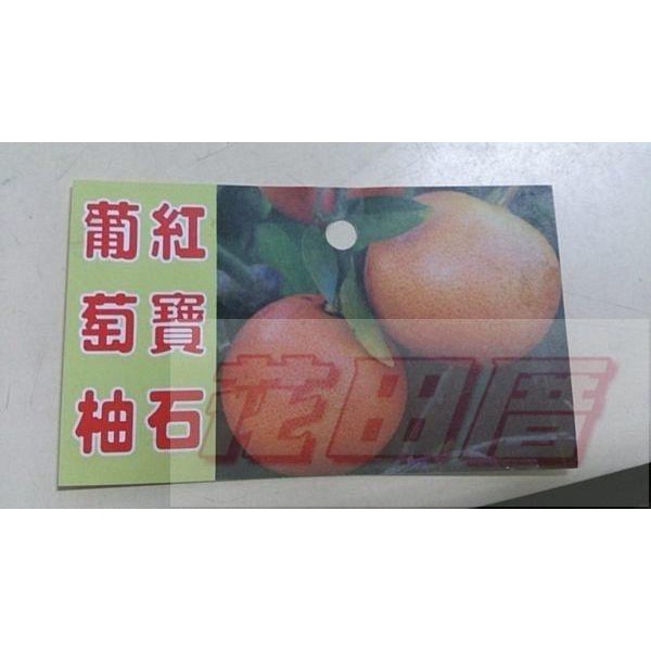 水果苗  紅寶石葡萄柚  4吋盆高30-40cm甜度高【花田厝】