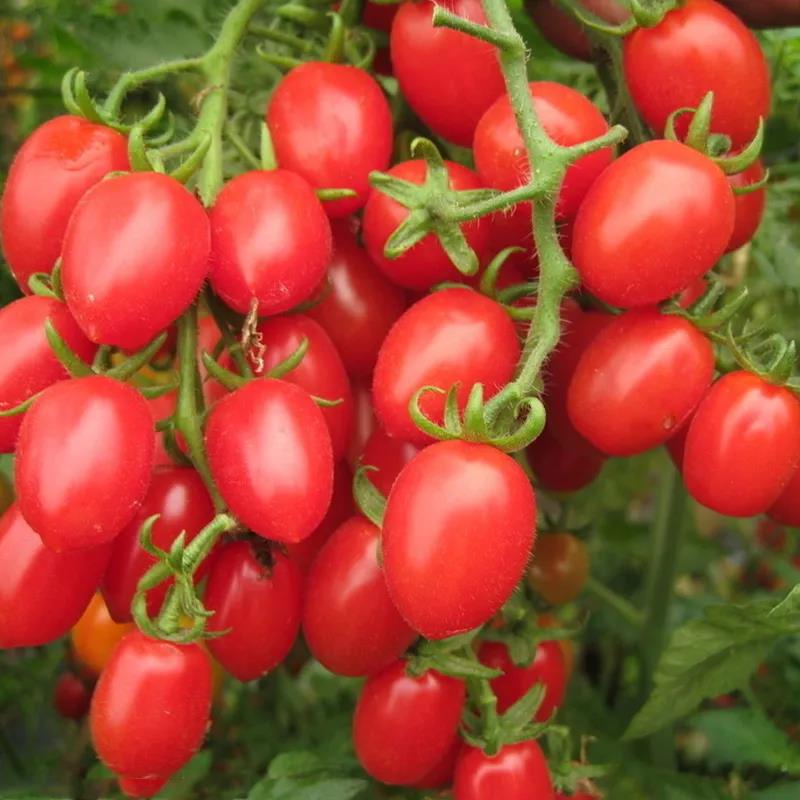 聖女果種子籽 櫻桃小番茄籽 西紅柿種孑 四季盆栽蔬菜種子千禧聖女果種子