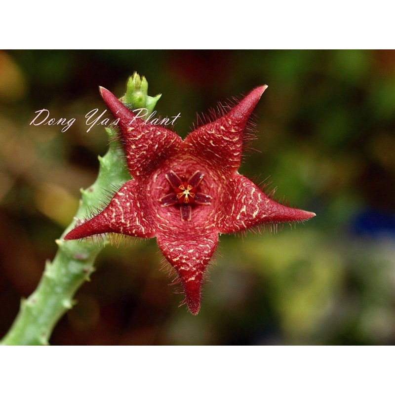 蘿藦310 Stapelia X Orbea verrucosa 犀角X疣狀豹皮花