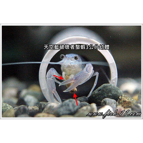 [魚魚便利商店] Bioxrimp 天蝦玉(粒徑約3mm) 黑殼蝦、火焰蝦、蘇蝦、玫瑰蝦、極火蝦、水晶蝦