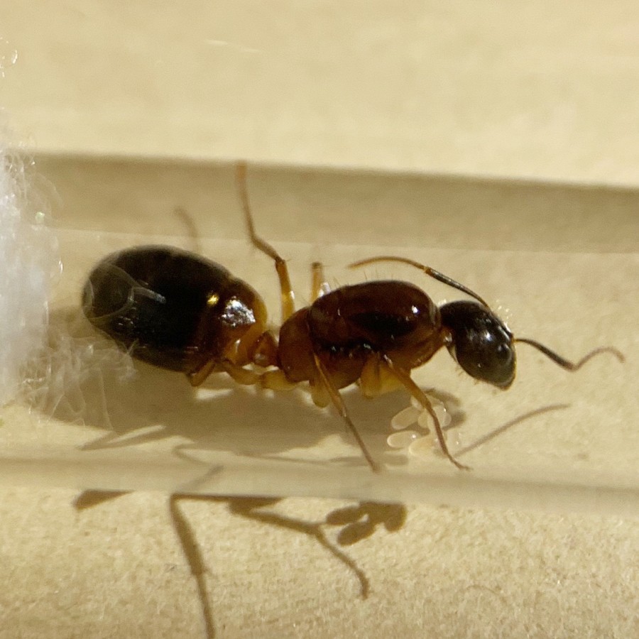 高雄巨山蟻2020后養螞蟻蟻后 蝦皮購物