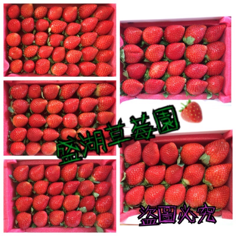 1218更新大湖草莓只能 冷藏宅配 盛湖草莓園無毒草莓草莓果醬下標1 5出貨 蝦皮購物