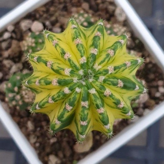 Findx找肉世界之圖多肉植物短毛丸錦仙人掌 蝦皮購物