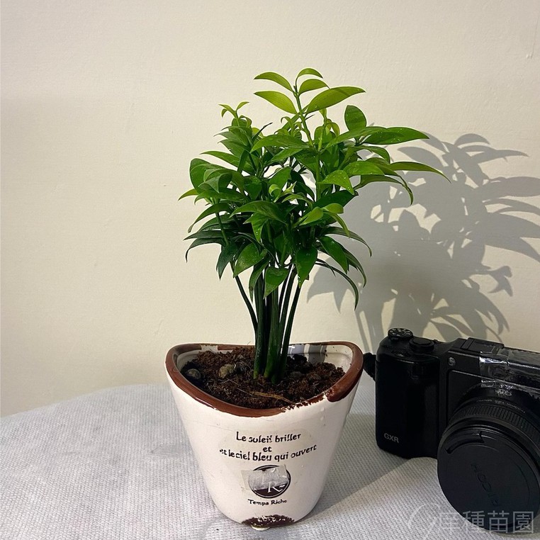 竹柏 日本艾草 小品盆栽 不含花盆 室內植物文青風必備 歡慶開幕優惠特賣 蝦皮購物