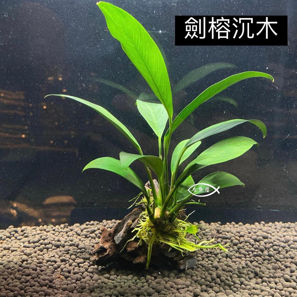 水草 真水草 陰性草 真水草 水族造景 裝飾 造景裝飾 盆草 大榕 小榕 劍榕 小小榕 劍榕沉木