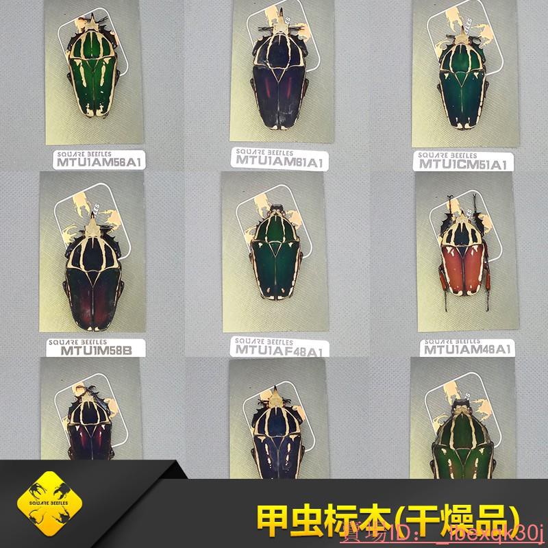 甲蟲標本的價格推薦第6 頁 21年6月 比價比個夠biggo
